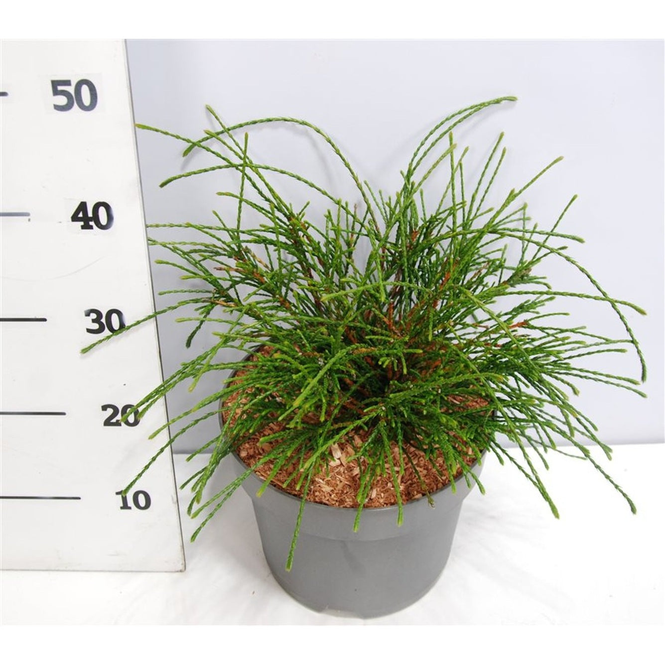 Thuja – Thuja plicata 'Whipcord' - C7.5 30-40 cm.